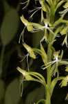 Green fringed orchid